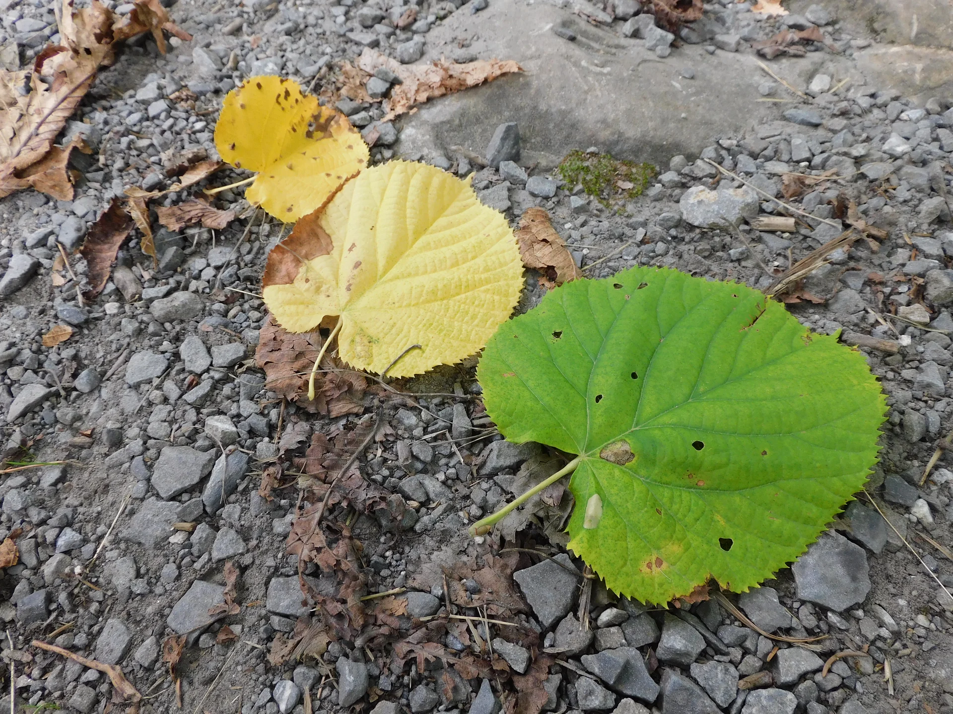 Blätter auf dem Boden